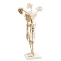 Mini Skeleton with Flexible Spine
