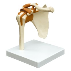 Shoulder Joint / Anatomical Model