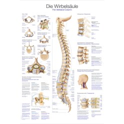 Anatomic Wall Charts (in German) The human skeleton